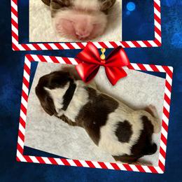 Chief - White and liver male English Springer Spaniel puppy in Madison, Indiana from McCollough's Pawsome Spaniels and Danny's Delightful Dachshunds