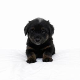 Red collar - Blue merle male Aussiedoodle puppy in Fairmount, Georgia from Muscadine Meadows Farm