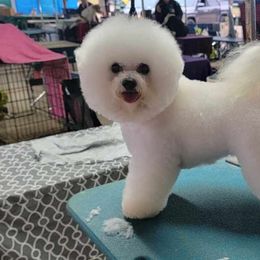 Eriko - Bichon Frise