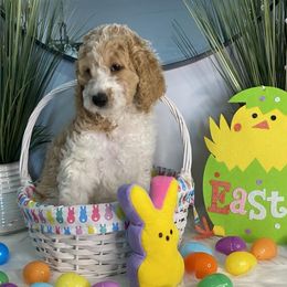 Goldendoodles from Scott’s Country Goldendoodles