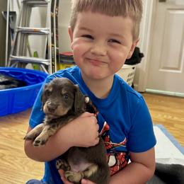 Jason - Fawn (isabella) and cream male Dachshund puppy in Springfield, Oregon from Storybook Dachshunds