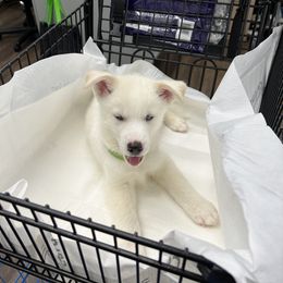 Little Bit “Lylo” - Siberian Husky puppy in Columbus, Ohio from Jamuison’s Siberian Huskies