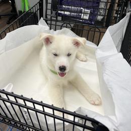 Little Bit “Lylo” - Siberian Husky puppy in Columbus, Ohio from Jamuison’s Siberian Huskies