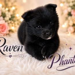 Raven - Miniature Australian Shepherd
