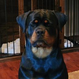 Lady mae - Rottweiler