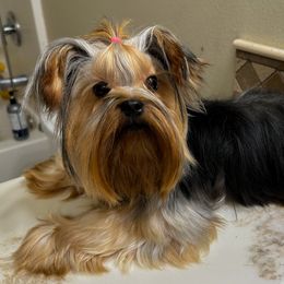 Matilda - Yorkshire Terrier