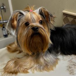 Matilda - Yorkshire Terrier