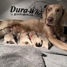 Long Haired Weimaraner puppies from Northern Bluegrass Weimaraners