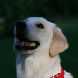 Heidi  - Golden Retriever