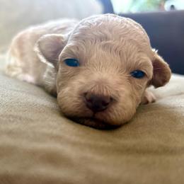 Vivienne - Cream female Poodle puppy in Utica, Ohio from Poodle Me Crazy