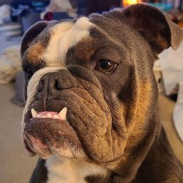 Bulldogs from High Desert Bully's