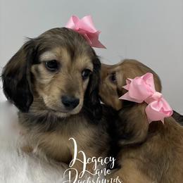 Dachshund Puppies from Legacy Lane Dachshunds