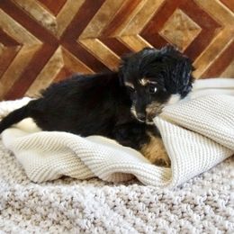 Aussiedoodle, Golden Aussiedoodle, and Goldendoodle Puppies from Miami Mini Doodles