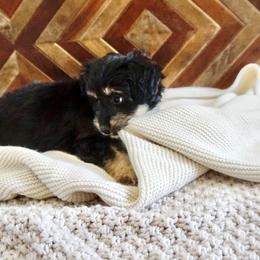 Aussiedoodle, Golden Aussiedoodle, and Goldendoodle Puppies from Miami Mini Doodles