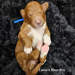 Mr Blue - Red male Labradoodle puppy in Payson, Utah from Utah County Labradoodles