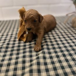 Goldendoodle Puppies from Proctor’s Petite Goldendoodles
