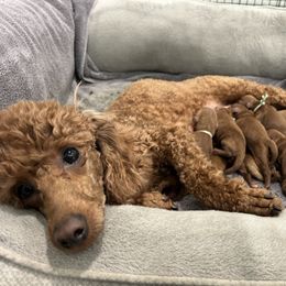 Poodle Puppies from Segovia Pups