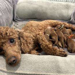 Poodle Puppies from Segovia Pups