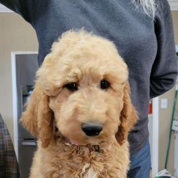 Annie,  pink - Apricot female Goldendoodle puppy in Blountsville, Alabama from Southern Charm Goldendoodles