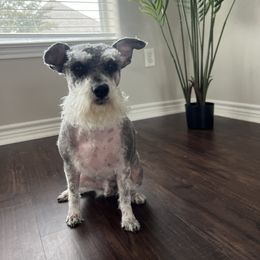 Miniature Schnauzer Puppies from Sugarbaby Kennel