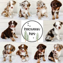 Miniature Australian Shepherd and Toy Australian Shepherd Puppies from Pineywoods Pups