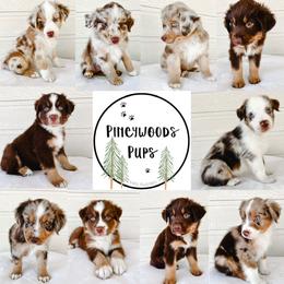 Miniature Australian Shepherd and Toy Australian Shepherd Puppies from Pineywoods Pups