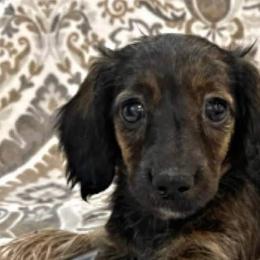 Dachshunds and Sheepadoodles from Doris’ Darlin Doxies & Doodles