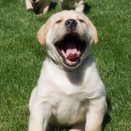 Labrador Retrievers from Regal Oaks Labradors