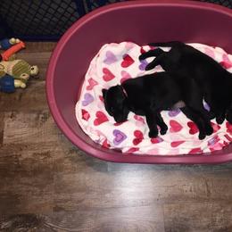 Labrador Retriever Puppies from Harvest Moon Farm