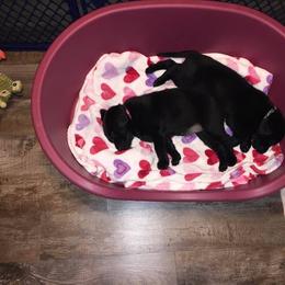 Labrador Retriever Puppies from Harvest Moon Farm