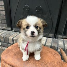 Light pink collar girl - Red female Pembroke Welsh Corgi puppy in Flat Rock, Alabama from Fluffy Butt Acres