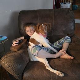 Brittany and Dachshund Puppies from Township Line Dachshunds & Brittanys