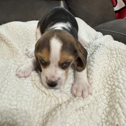 Trixie - Black tan and white female Beagle puppy in Meridianville, Alabama from Spear Lake Beagles