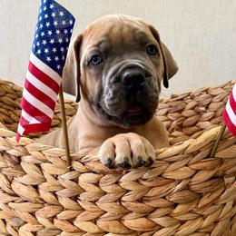 Brow collar - Fawn male Boerboel puppy in Livingston, Texas from Peterbuilt Boerboel