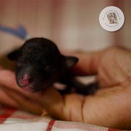 Blue  Boy - Brown male Poodle puppy in Las Vegas, Nevada from Plush Toy Poodle Puppies & Pals