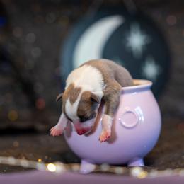 Border Collie, Papillon, Sporty Mix, and Whippet Puppies from Old Hemp Border Collies / Open Horizon Sport Dogs