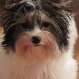 Bogey - Yorkshire Terrier