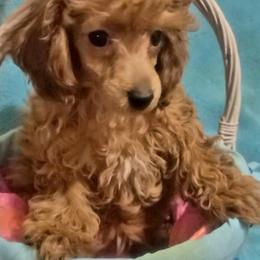 Poodle Puppies from Wheeler's Barking Lot