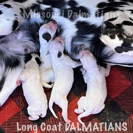 Dalmatian Puppies from Missouri Dalmatians