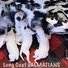 Dalmatian Puppies from Missouri Dalmatians