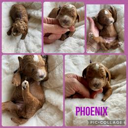Phoenix - Parti female Poodle puppy in Mount Vernon, Illinois from AMC Poodles