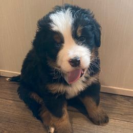 Jordache - Black rust and white female Bernese Mountain Dog puppy in Rural Retreat, Virginia from Bernese Bunker