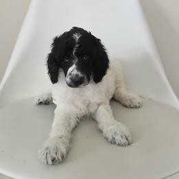 Patriot - Parti male Poodle puppy in Plainfield, New Jersey from Caris Paws Poodles and Labradoodles
