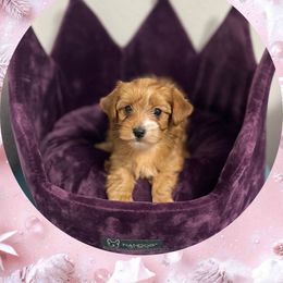 Mistletoe - Tan and white female Yorkshire Terrier puppy in Bonney Lake, Washington from Enchanted Yorkies