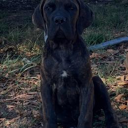 Cane Corso puppies from Snead’s Cane Corso