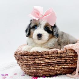 Misty-Blue eyes - Blue merle female Bernedoodle puppy in Statesville, North Carolina from Doodle Babies