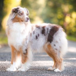 Reja - Australian Shepherd