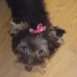 Arwen - Yorkshire Terrier