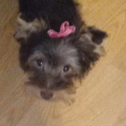 Arwen - Yorkshire Terrier