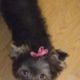 Arwen